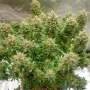 Насіння конопель Auto Banana Blaze® від Dutch Passion